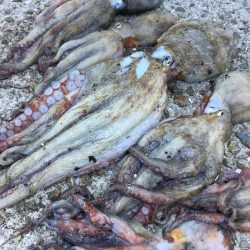 【タコフィネス】_シーズン初期戦略(検証中)