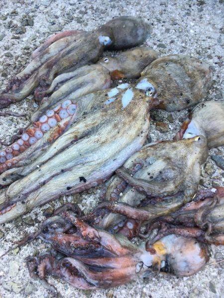 【タコフィネス】_シーズン初期戦略(検証中)