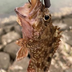 アコウ不発ガッシー連発