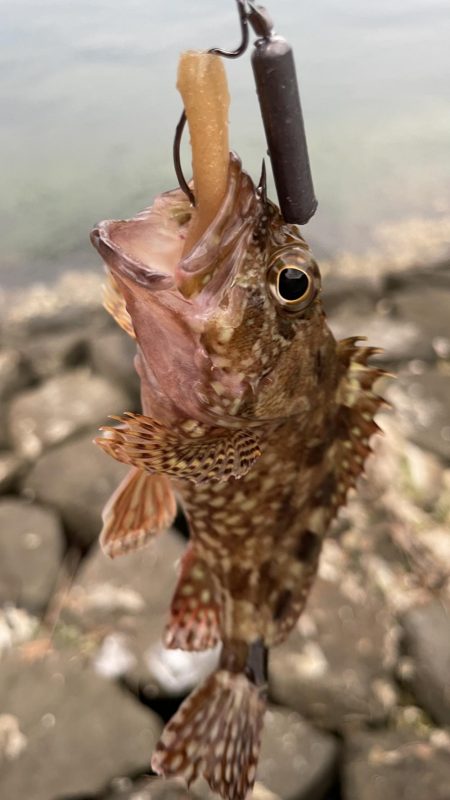 アコウ不発ガッシー連発