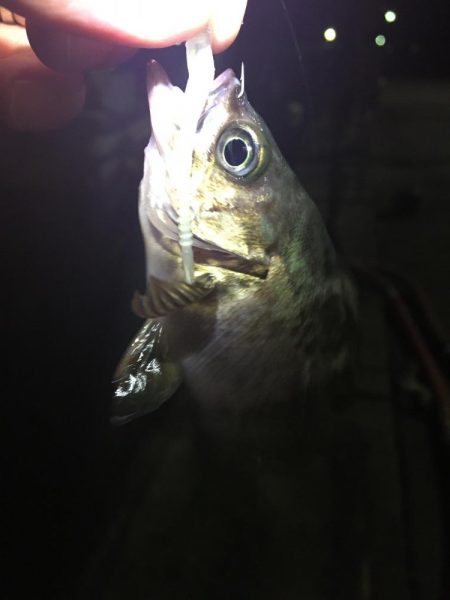 たかたかの釣り日記