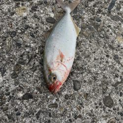 ヒラメとその他