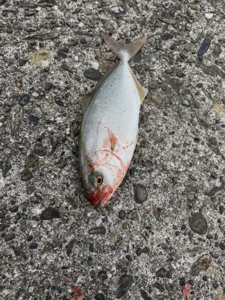 ヒラメとその他