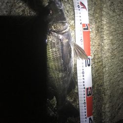 チヌ が飛び出した!