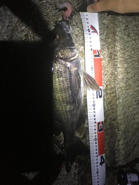 チヌ が飛び出した!