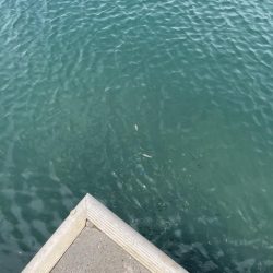 サビキ釣りの季節