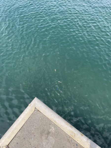 サビキ釣りの季節