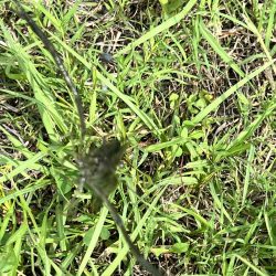 初のテナガエビ