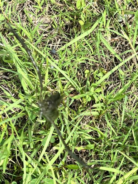 初のテナガエビ