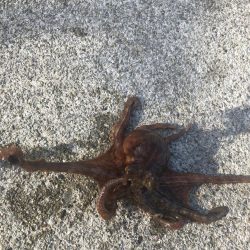 今期はじめてのタコ