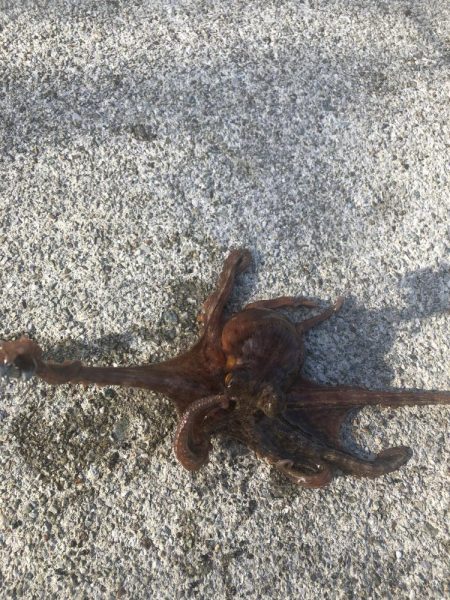 今期はじめてのタコ