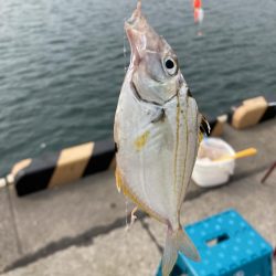 カタクチイワシがたくさん