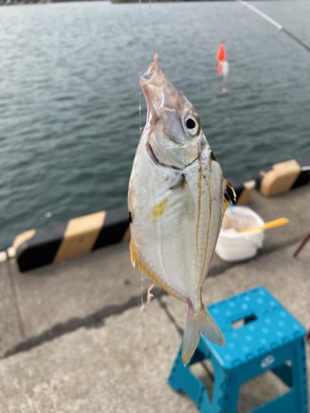 カタクチイワシがたくさん