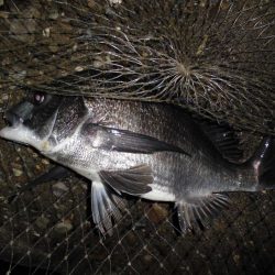 雨後のテトラ際ゲーム