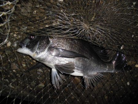 雨後のテトラ際ゲーム
