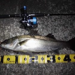 マイクロバチパターン?