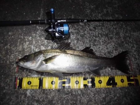 マイクロバチパターン？