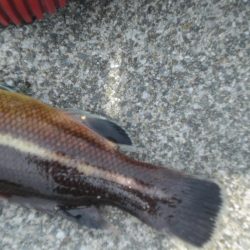 久しぶりの餌釣り