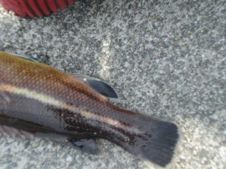久しぶりの餌釣り
