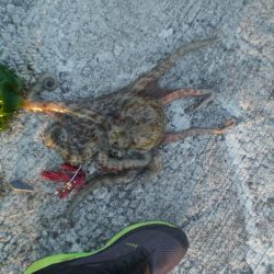 昨年分釣り上げた！！！