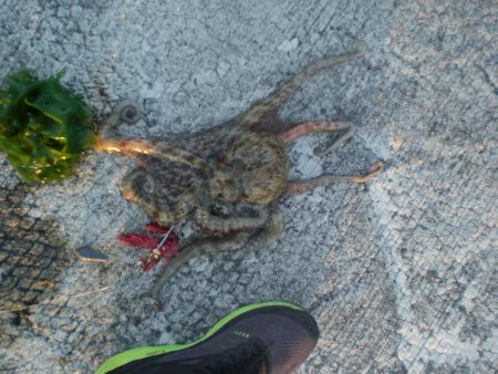 昨年分釣り上げた！！！