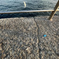 豆アジのシーズン