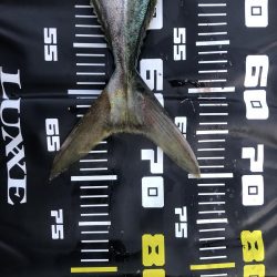 久しぶりのメジロ