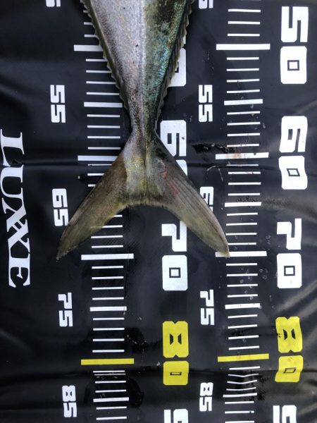 久しぶりのメジロ