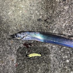 タチウオです！！！