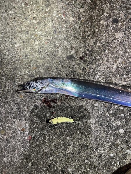 タチウオです！！！