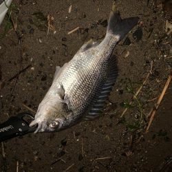 チヌハンターパート13