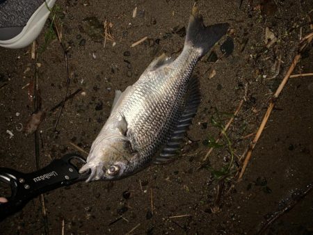 チヌハンターパート13