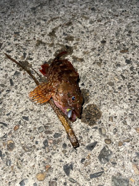 宮津でガシリング