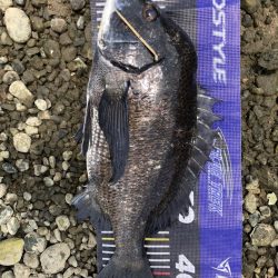 イチノ兄弟、釣果！