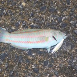 今年2回目の奄美大島