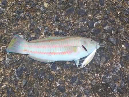 今年2回目の奄美大島