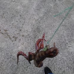 オクトパッシング