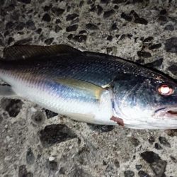 イシモチ釣れてます