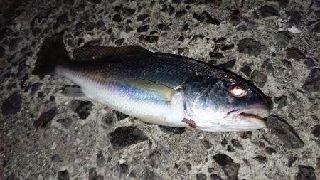 イシモチ釣れてます