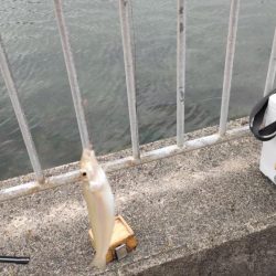 青戸入江でキス釣り