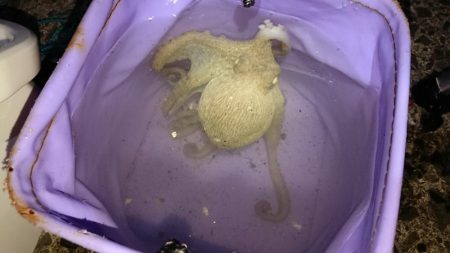 イシモチがグゥー