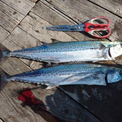 筏ショアジギングでサゴシ