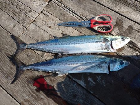 筏ショアジギングでサゴシ