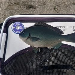 周参見で尾長狙い！