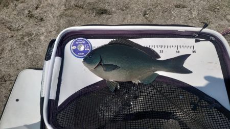 周参見で尾長狙い！