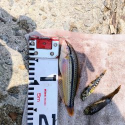 ふぐにヤられた^^;