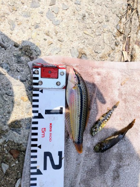 ふぐにヤられた^^;