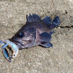 久しぶりのキジハタ