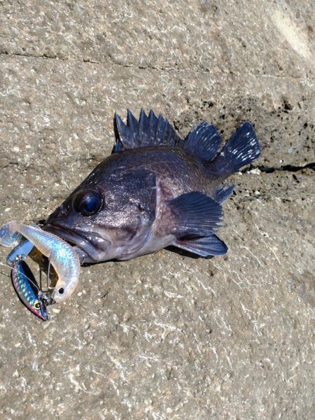 久しぶりのキジハタ