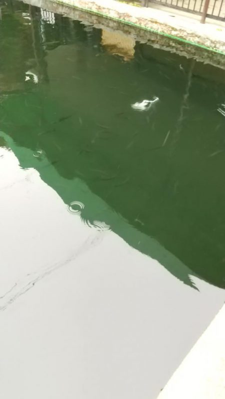 有馬ます池でその日最大サイズゲット!